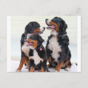 Postal grupo de perros de montaña de bernesa