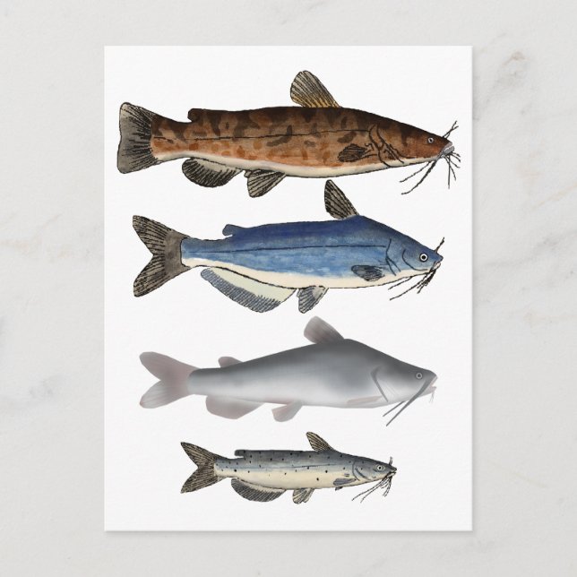 Postal Grupo de pescadores de pescado de Norteamérica (Anverso)