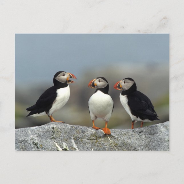 Postal Grupo de Puffin del Atlántico (Anverso)