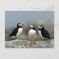 Grupo de Puffin del Atlántico