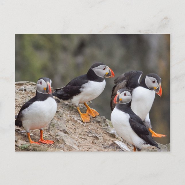 Postal Grupo de Puffins (Anverso)