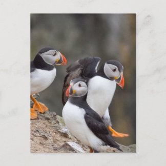 Postal Grupo de Puffins