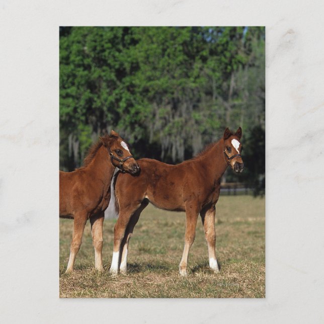 Postal Grupo de Tengados (Anverso)