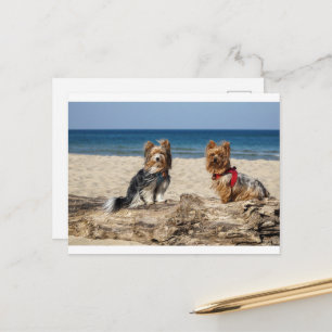 Postal grupo de yorkshire-terrier en la playa