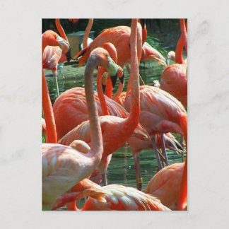 Postal Grupo Flamingo Rosado, ¡muchas fotos de flamencos!