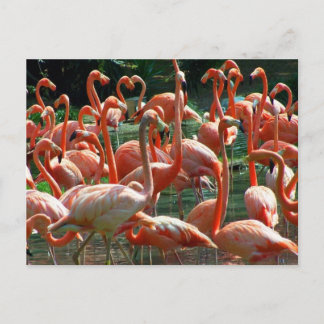 Postal Grupo Flamingo Rosado, ¡muchas fotos de flamencos!