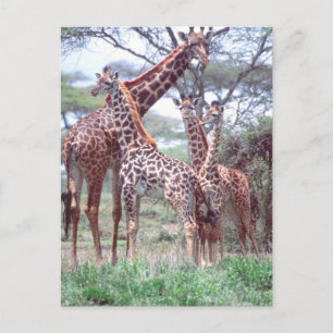 Postal Grupo o Manada de Jirafas con Crías, Giraffa