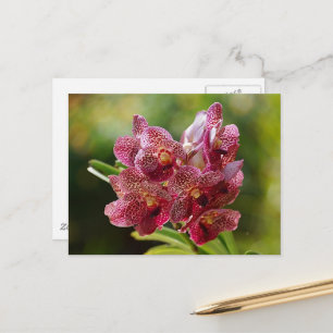 Postal Grupo Orquídea Vanda Tropical