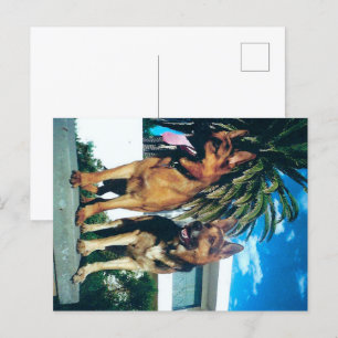 Postal grupo pastor alemán