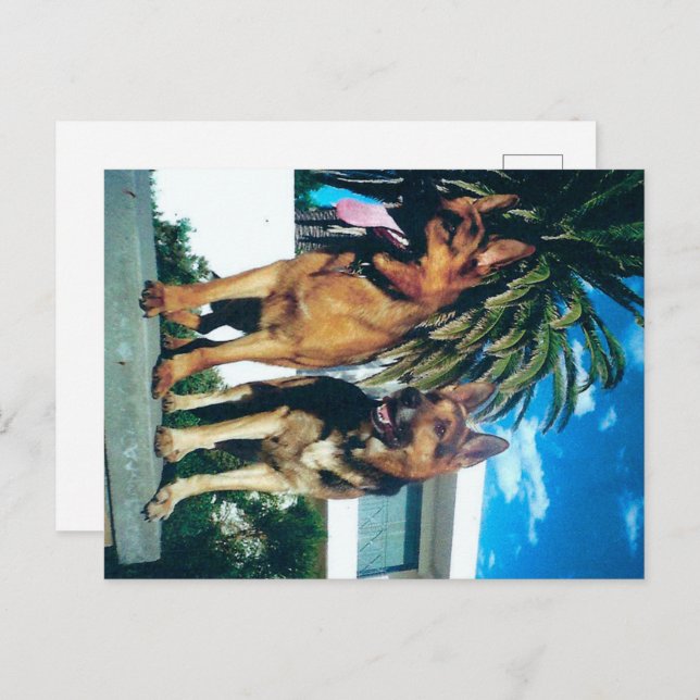 Postal grupo pastor alemán (Anverso / Reverso)