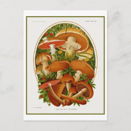 Postal Grupo ventilado de hongos