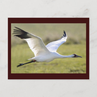 Postal Grus americana
