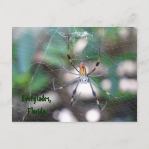 Postal Grüße aus Florida Grußkarte Postkarte