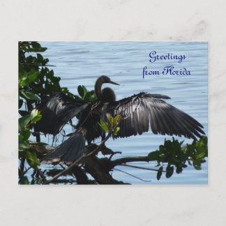 Postal Grüße aus Florida Grußkarte Postkarte
