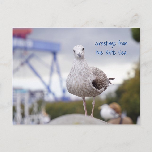 Postal Grüße von der Ostsee - Möwe (Anverso)