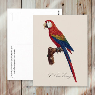 Postal Guacamayo Escarlata o Guacamayo Macao, Ara macao