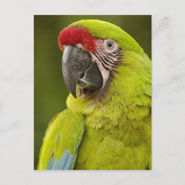 Postal Guacamayo Militar (Anverso)