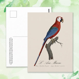 Postal Guacamayo rojo y verde, Ara chloropterus