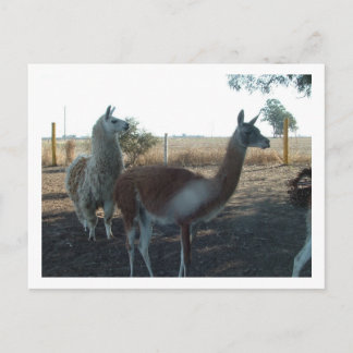 Postal guanaco y llama