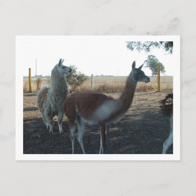 Postal guanaco y llama (Anverso)