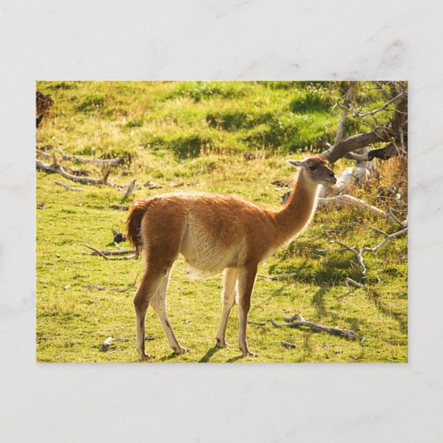 Postal Guanacos Sunlight