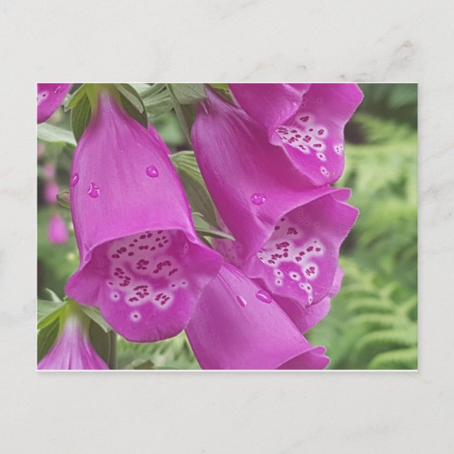 Postal Guantes silvestres de Foxglove - Digitalis Purpure (Anverso)