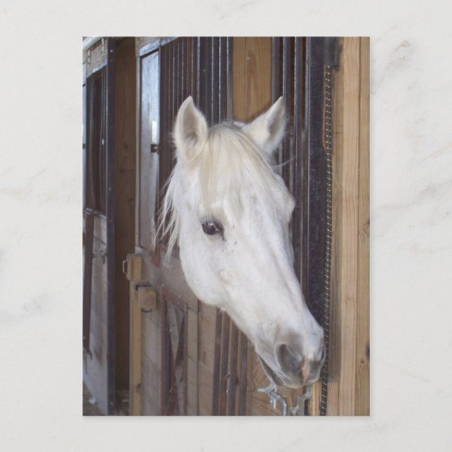 Postal Guapo (Anverso)