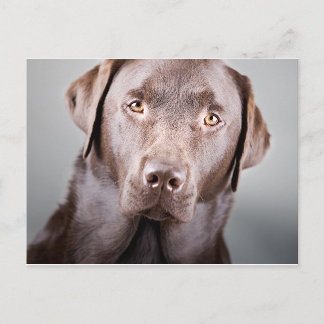 Postal Guapo chocolate labrador (Anverso)