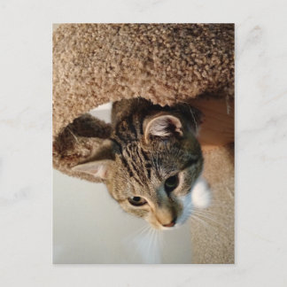 Postal Guardabosques el gato