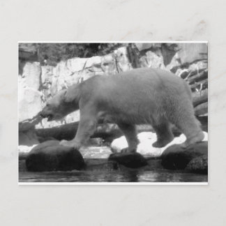 POSTAL GUARDAR LOS OSOS POLARES