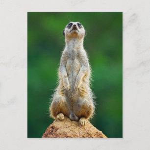 Postal Guardia permanente de Meerkat