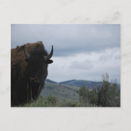 Postal Guardián de Yellowstone