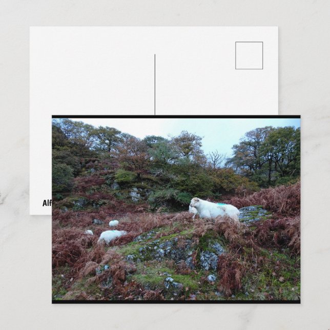 Postal Guardianes del Glen (Anverso / Reverso)