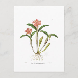 Postal Guarianthe aurantiaca