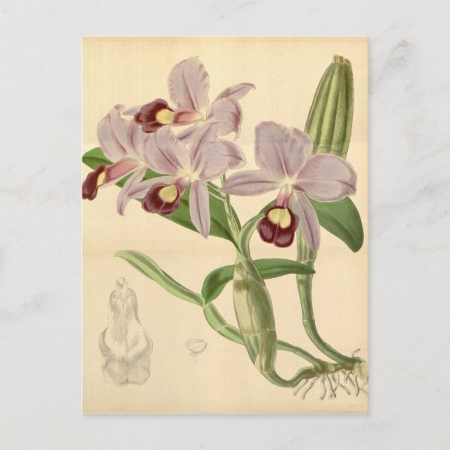 Postal Guarianthe skinneri (como Cattleya skinneri) (Anverso)