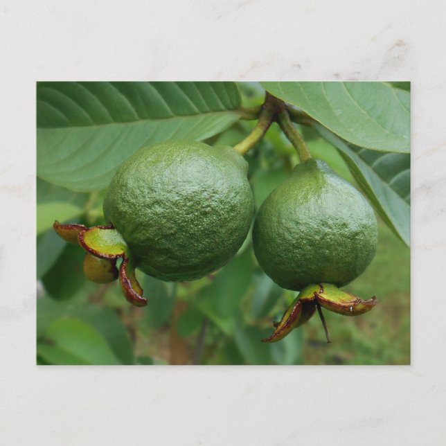 Postal Guavas (Anverso)