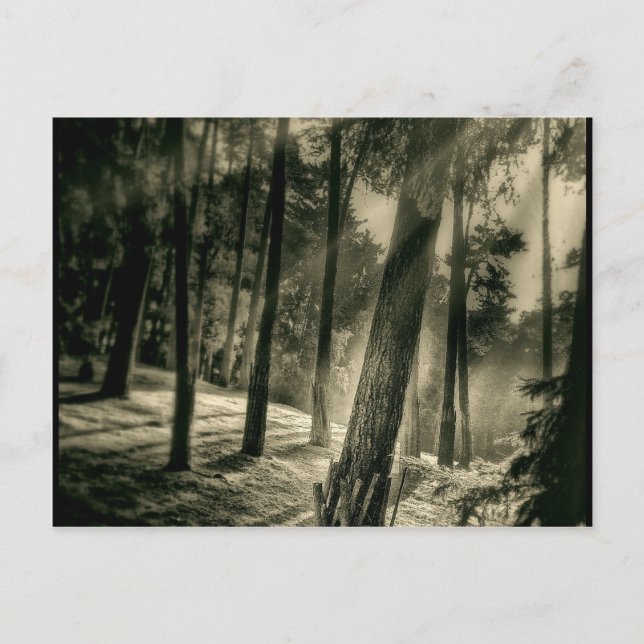 Postal Guay Black and White Forest Rays Regalos Naturales (Anverso)