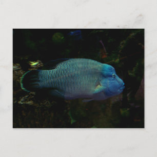 Postal Guay Blue Fish