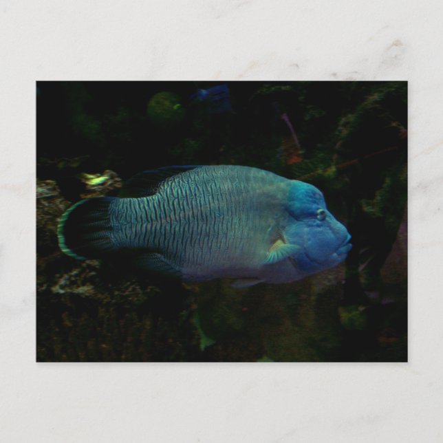 Postal Guay Blue Fish (Anverso)