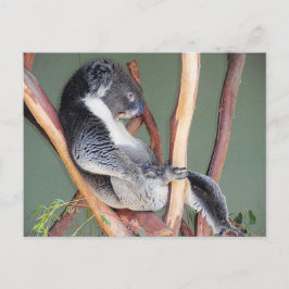 Postal Guay Koala