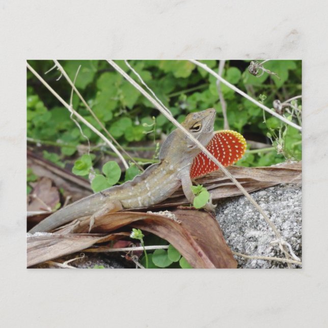 Postal Guay Lizard Anole (Anverso)