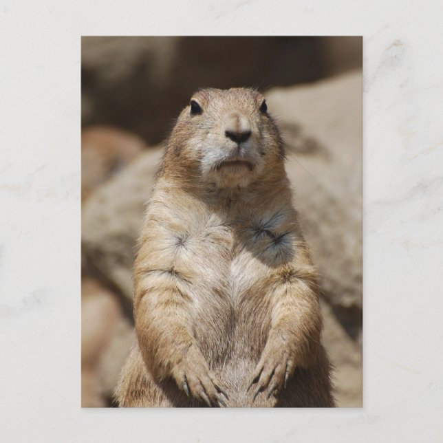 Postal Guay Prairie Dog (Anverso)
