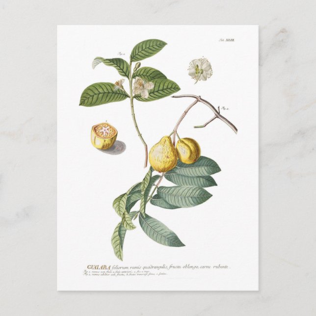 Postal Guayaba (Anverso)