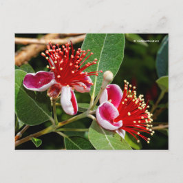 Postal Guayaba de piña con flores / Guavasteen / Feijoa