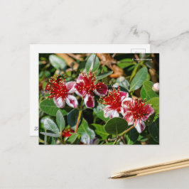 Postal Guayaba de piña / Guavasteen / Flores de Feijoa