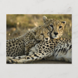 Postal Guepardo, Acinonyx jubatus, con cría en el Masai 2