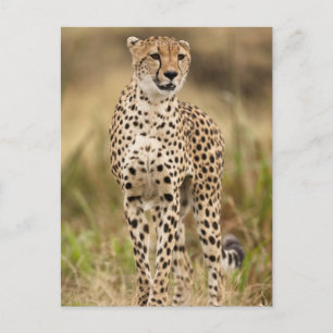 Postal Guepardo, Acinonyx jubatus, en el Masai Mara