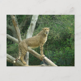 Postal Guepardo parado en rama de árbol