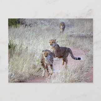 Postal Guepardos en Namibia
