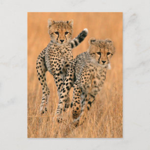 Postal Guepardos Jóvenes (Acinonyx Jubatus) Corriendo